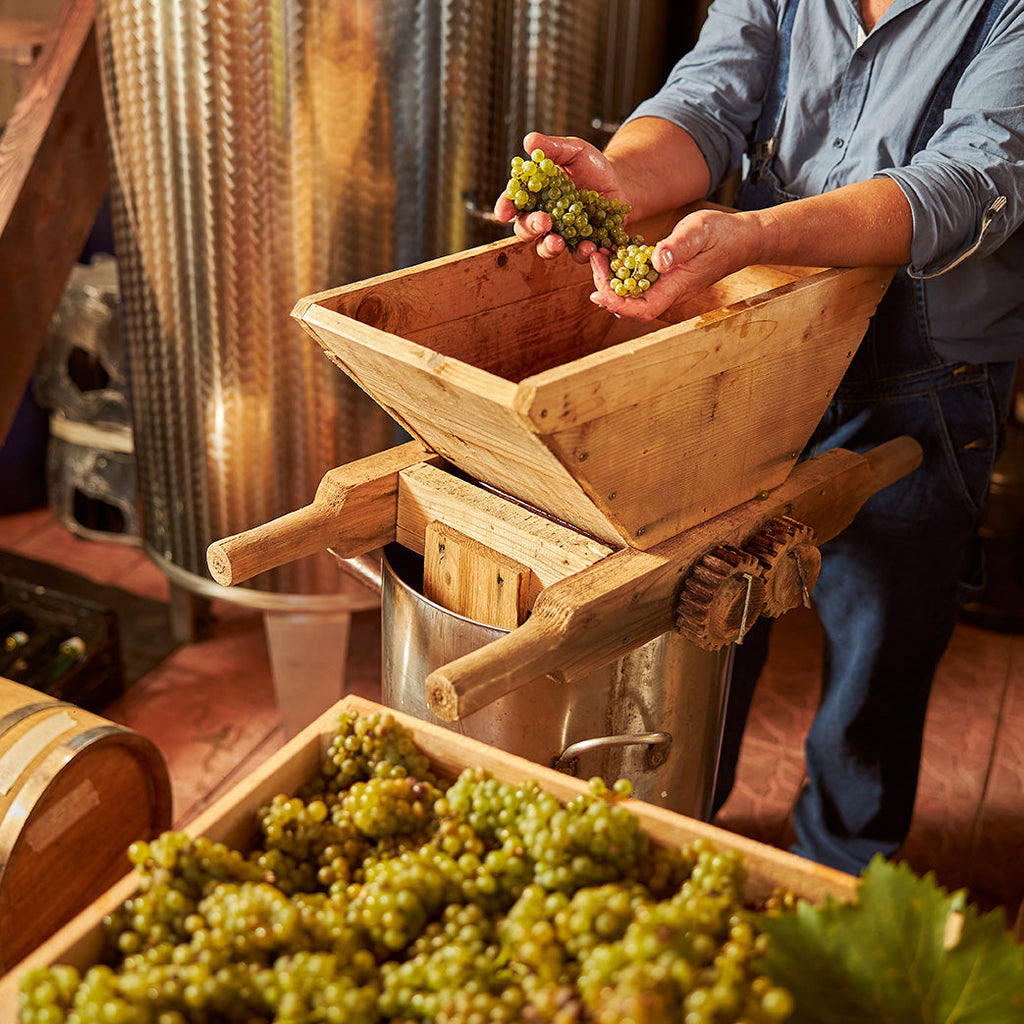 Guida alla Preparazione delle Uve per la Vinificazione: dalla Vite alla Bottiglia